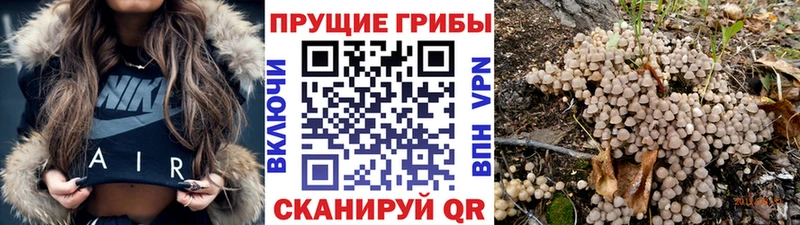 Псилоцибиновые грибы GOLDEN TEACHER  купить наркотики сайты  Красавино 